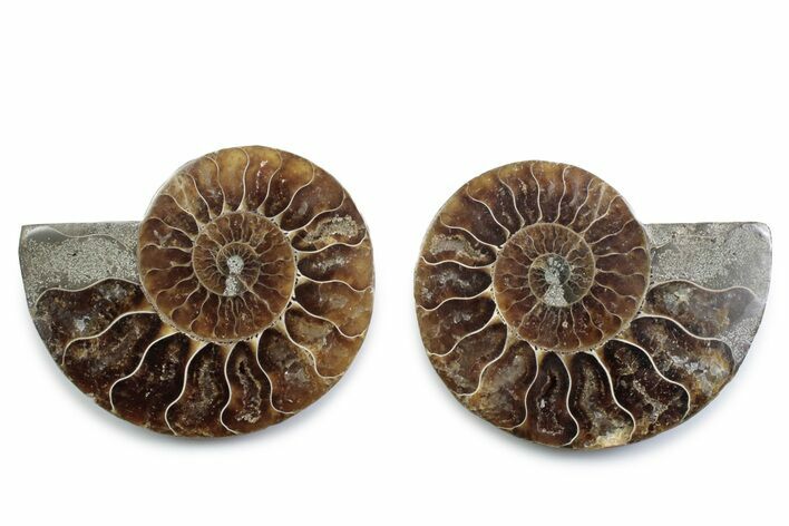 Cut & Polished Ammonite Fossil - Madagascar #377551